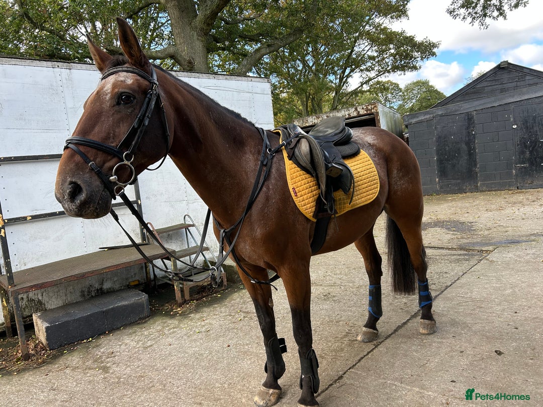 Appaloosa horses for sale: Albi  - Advert 5