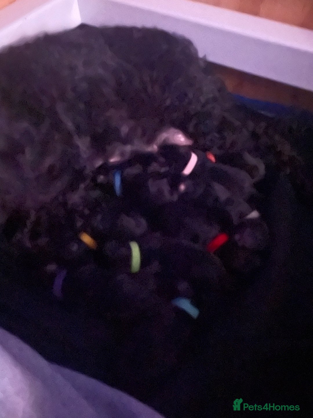 Cockapoo dogs for sale: 🐾 Gorgeous Black F2 Cockapoo Puppies 🐾 - Image 2