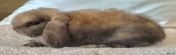 Mini Lop rabbits for sale: Mini lop buck - Advert 4
