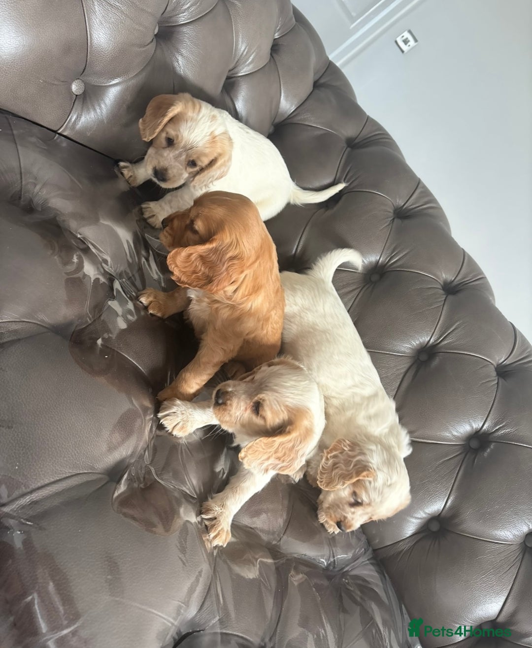 Cocker Spaniel dogs for sale: Sold  - Image 6