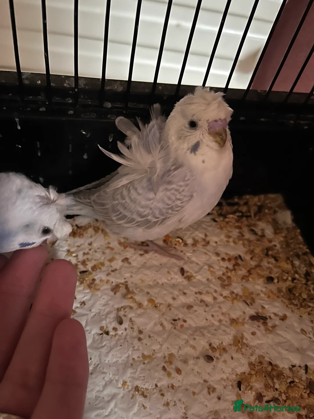 Budgerigars birds for sale: Stunning RARE Hagoromo/ Helicopter budgies - Advert 7