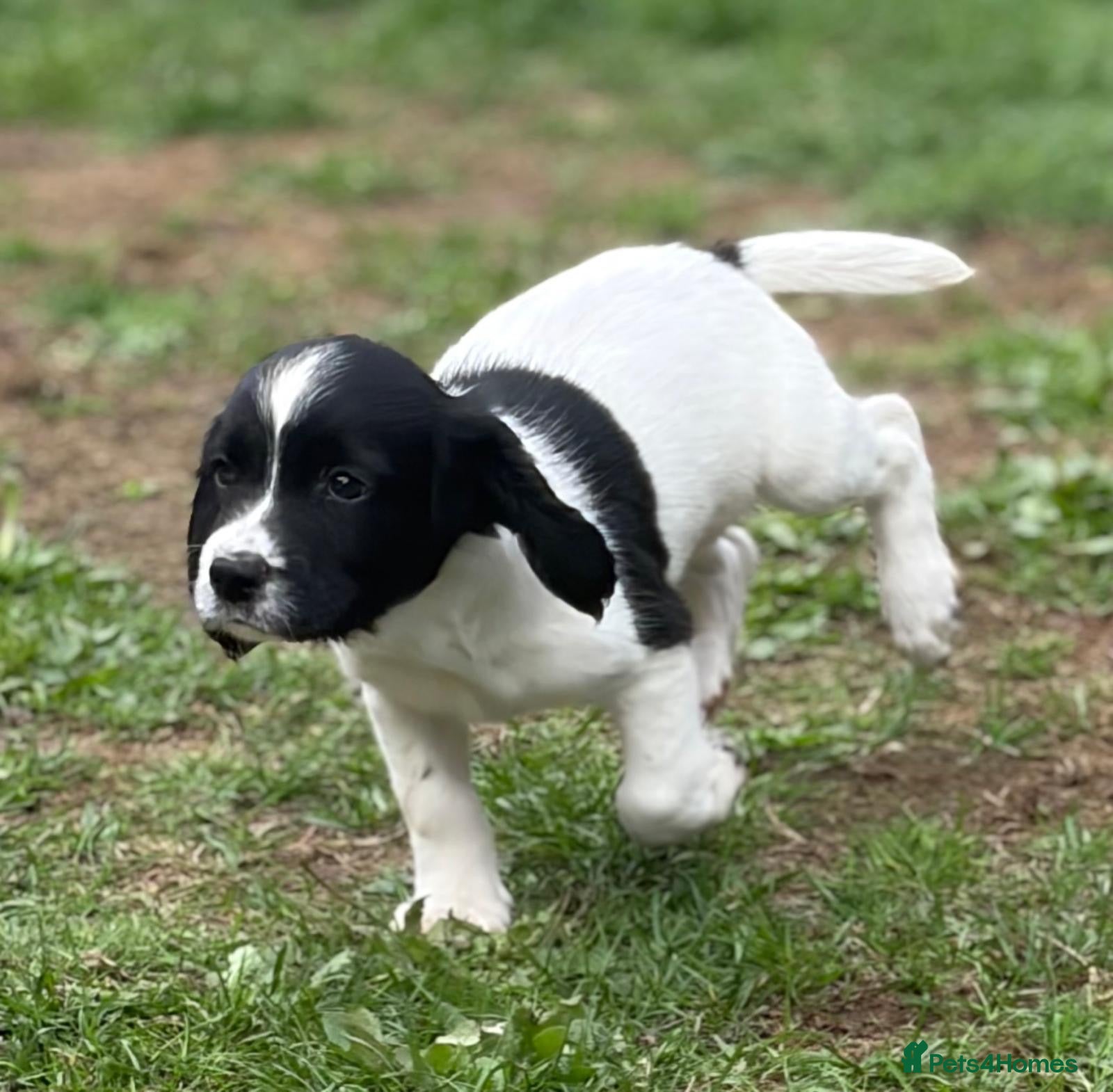 English Springer Spaniel dogs One male, IR FTCH Sired springer spaniel puppies  - Advert 1