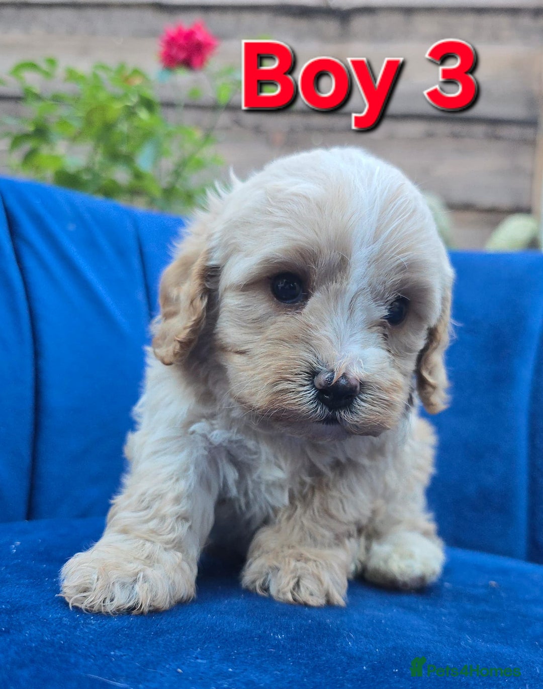 Cavapoo dogs for sale: Health Tested Quality F1 Cavapoo Puppies.  - Advert 18