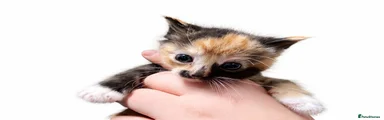 Mixed Breed Kitten 4