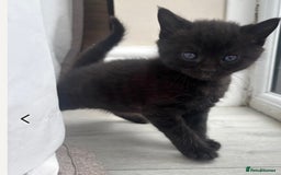 British Shorthair cats for sale: Loki - 6 months old kitten - Image 8
