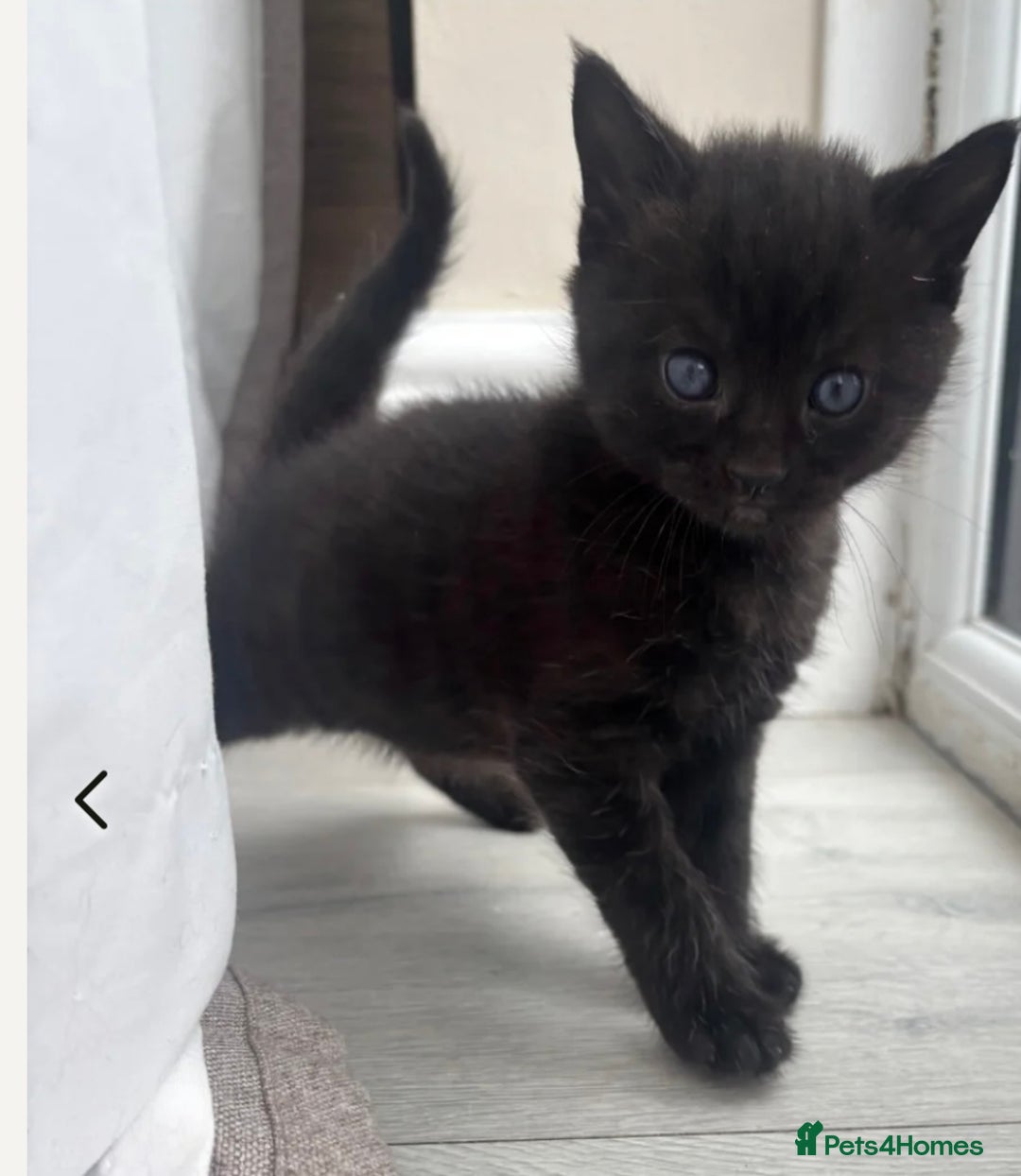 British Shorthair cats for sale: Loki - 6 months old kitten - Image 8