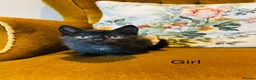 Mixed Breed cats for sale: *READY NOW* 3 Beautiful Black Kittens  - Advert 12