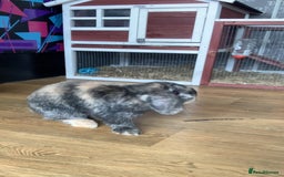 Mini Lop rabbits for sale: Rabbit 2 Boys Both Neutered Hut Included 14Months  - Image 7