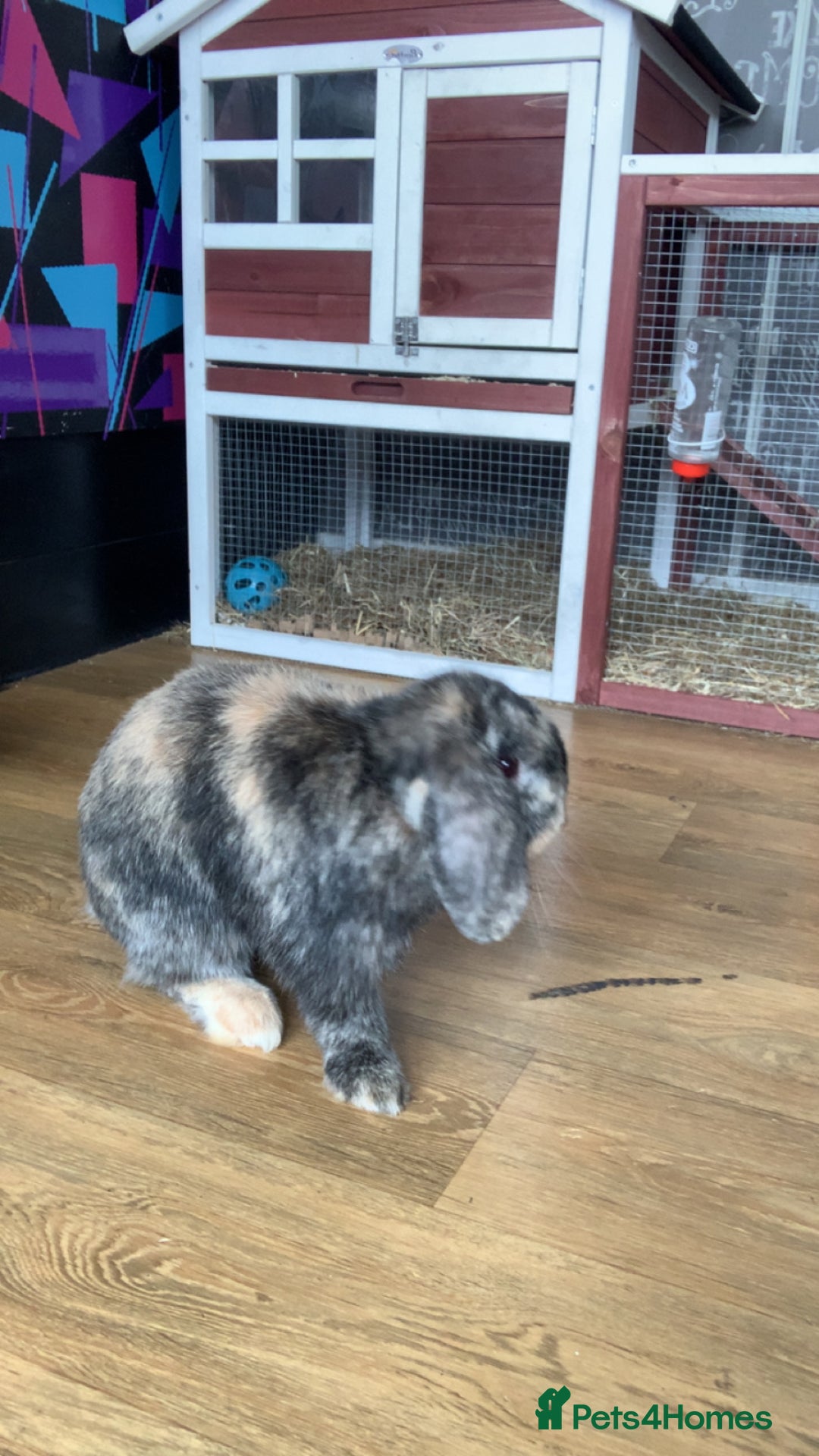 Mini Lop rabbits for sale: Rabbit 2 Boys Both Neutered Hut Included 14Months  - Image 7