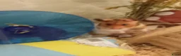 Hamster rodents for sale: Syrian Hamster - Advert 4