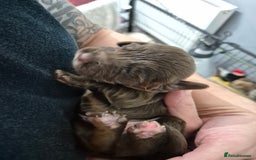 Cocker Spaniel dogs for sale: Cocker Spaniel Puppies - Image 8