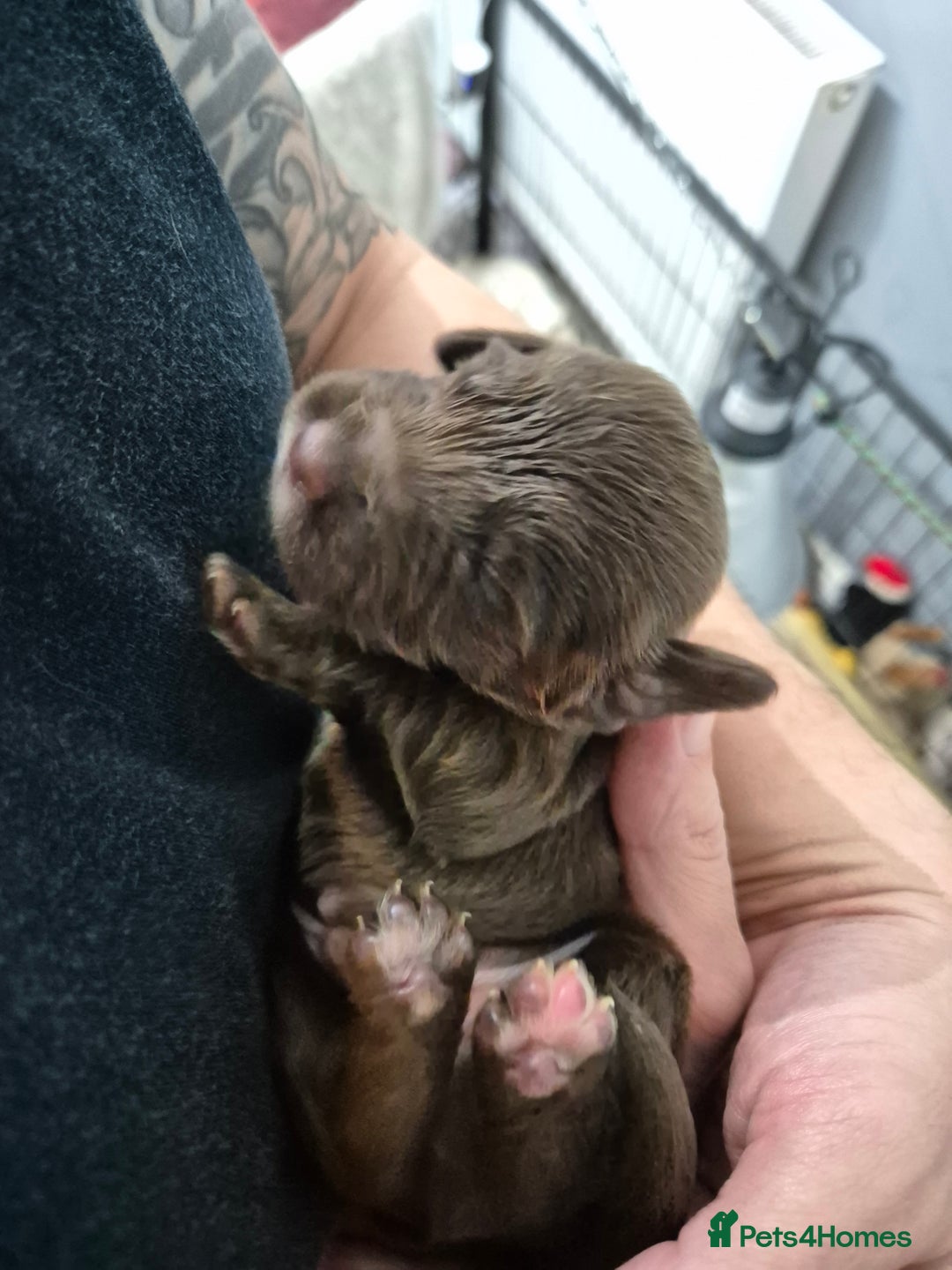Cocker Spaniel dogs for sale: Cocker Spaniel Puppies - Image 8