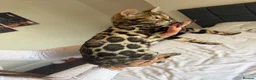 Bengal cats for sale: Beautiful bengal for sale - Advert 1