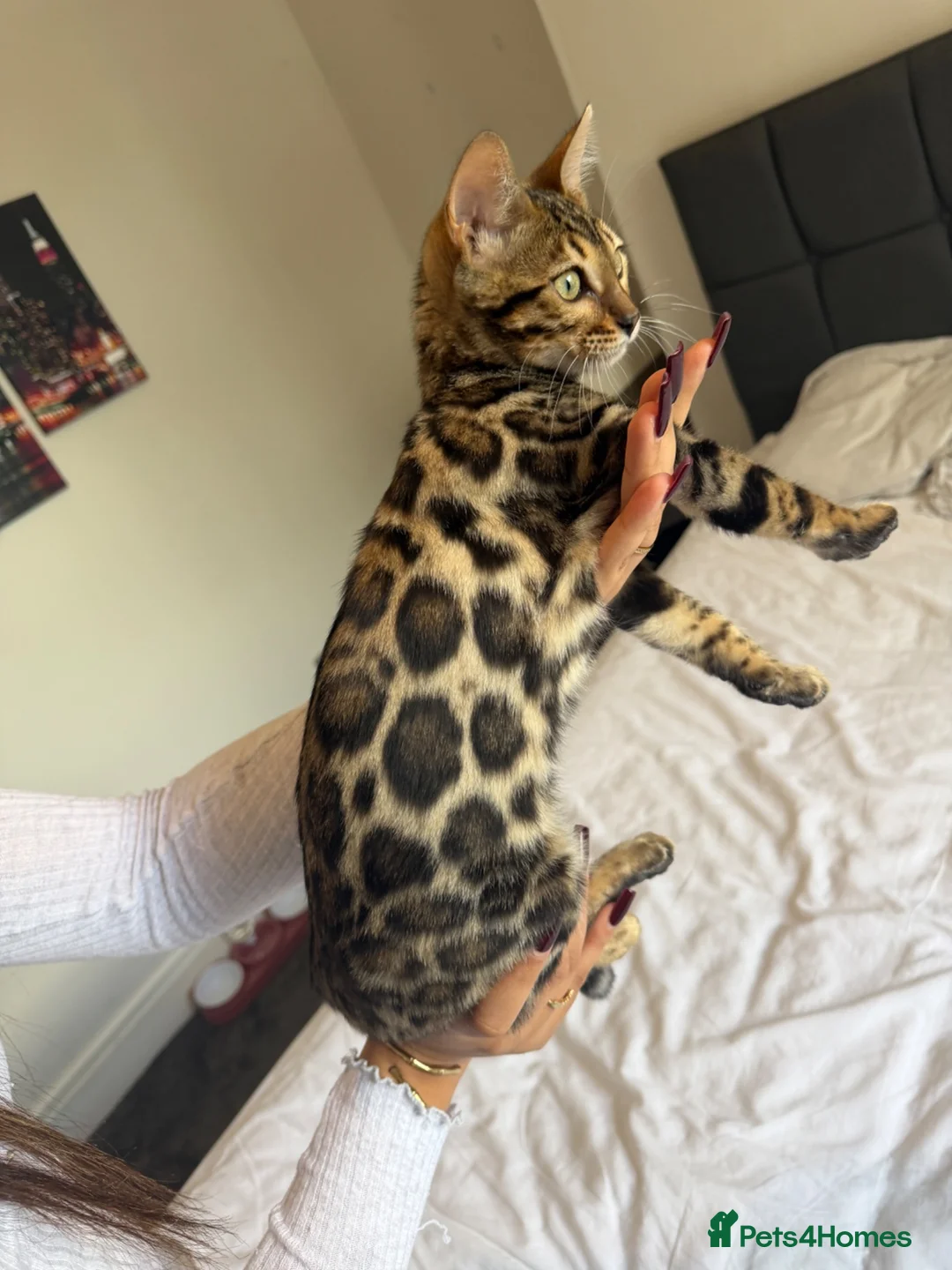 Bengal cats for sale: Beautiful bengal for sale - Advert 1