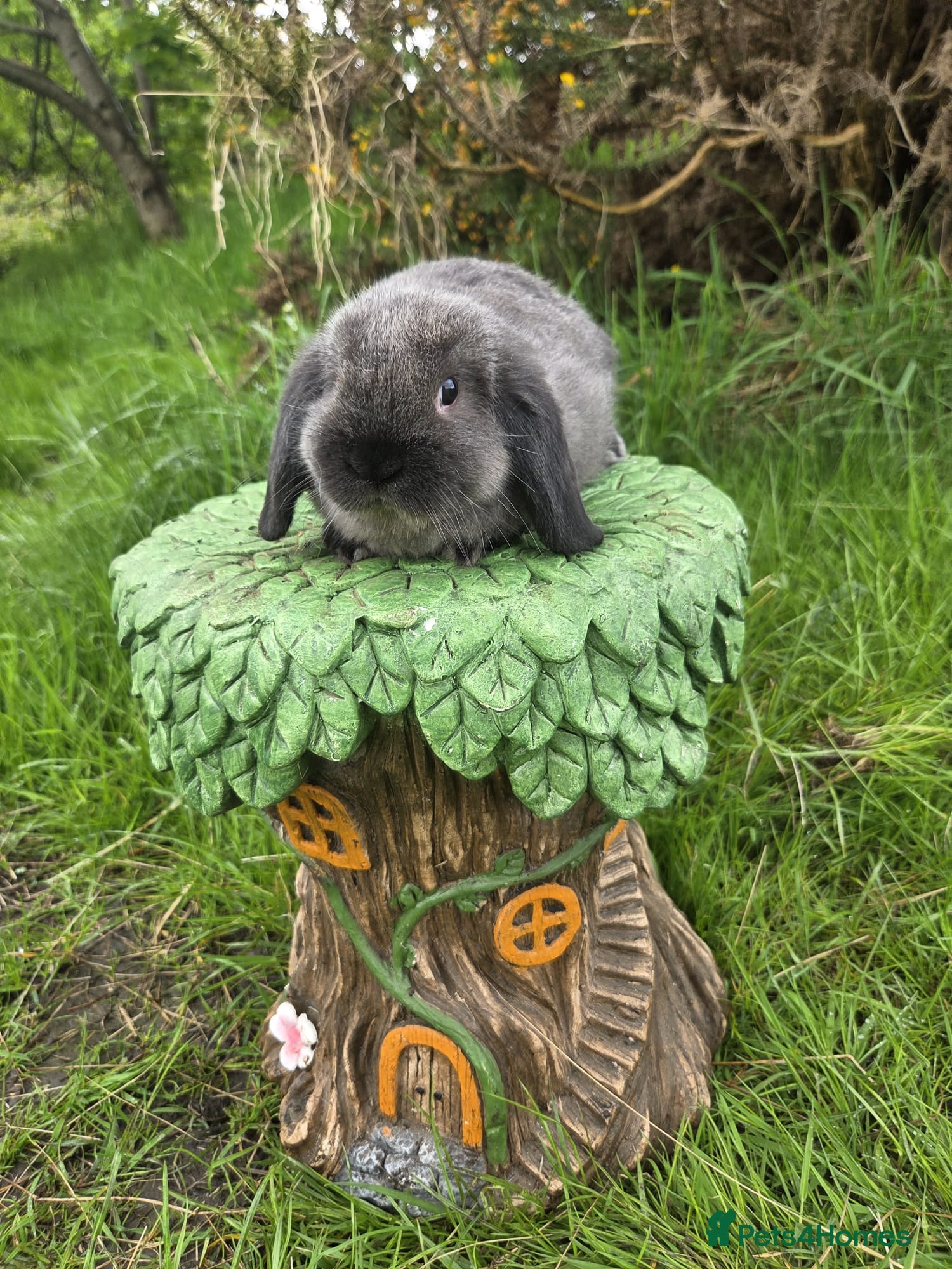 Mini Lop rabbits Pure Bred Mini Lops - Advert 2