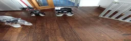 Miniature Schnauzer dogs for sale: Mrs PAPhipps in Stevenage - Advert 11