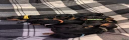Airedale Terrier dogs for sale: Superb KC registered Airedales sired by champion! - Advert 9