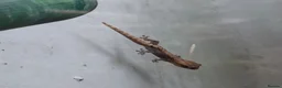 Gecko reptiles for sale: Baby Mourning geckos and Isopods for sale - Advert 8