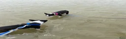 Boston Terrier dogs for sale: Five gorgeous puppies, looking for a forever home - Advert 17