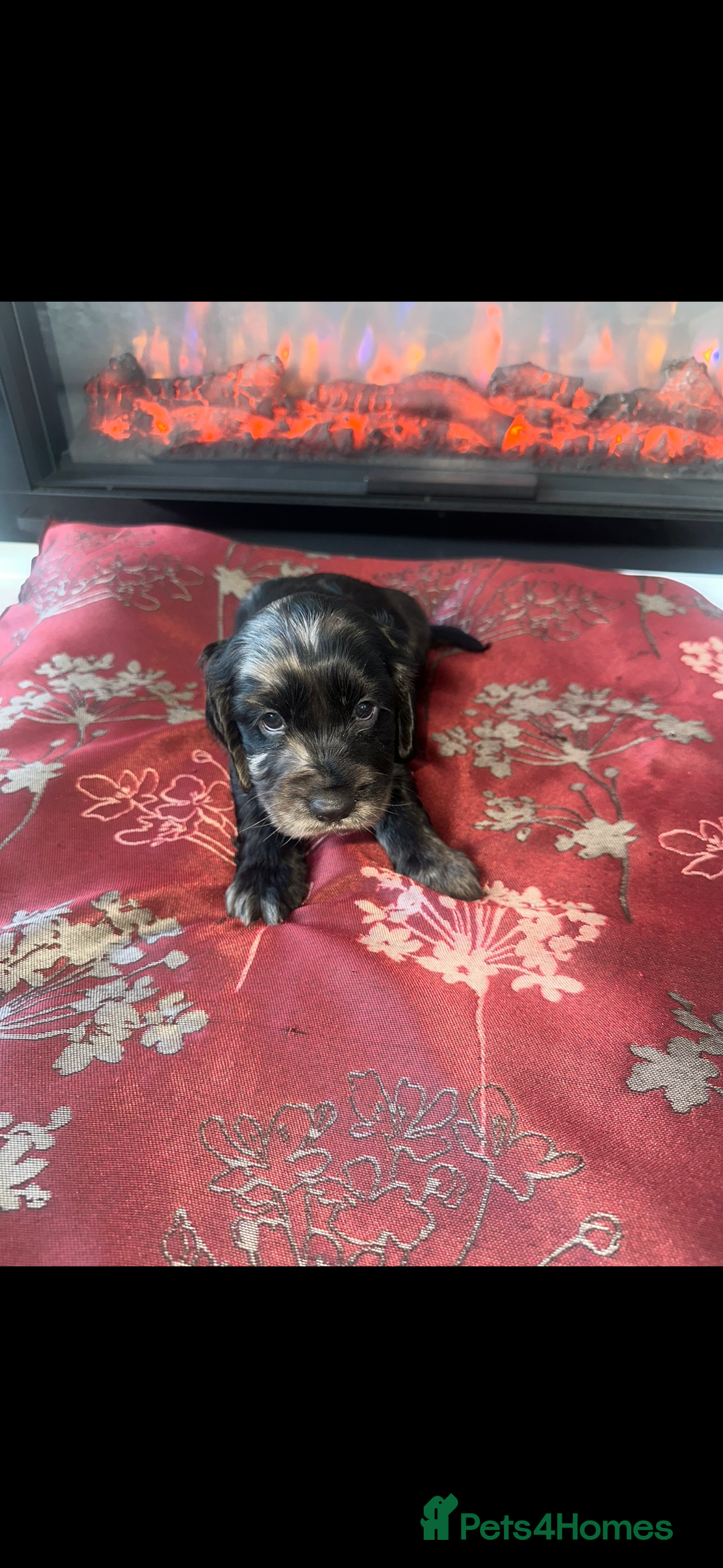 Cocker Spaniel dogs for sale: Show Cocker Spaniels Puppies For Sale - Image 3