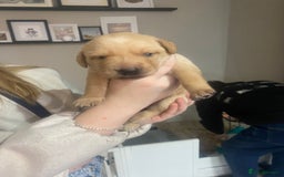 Labrador Retriever dogs for sale: Girl Labrador  - Image 9