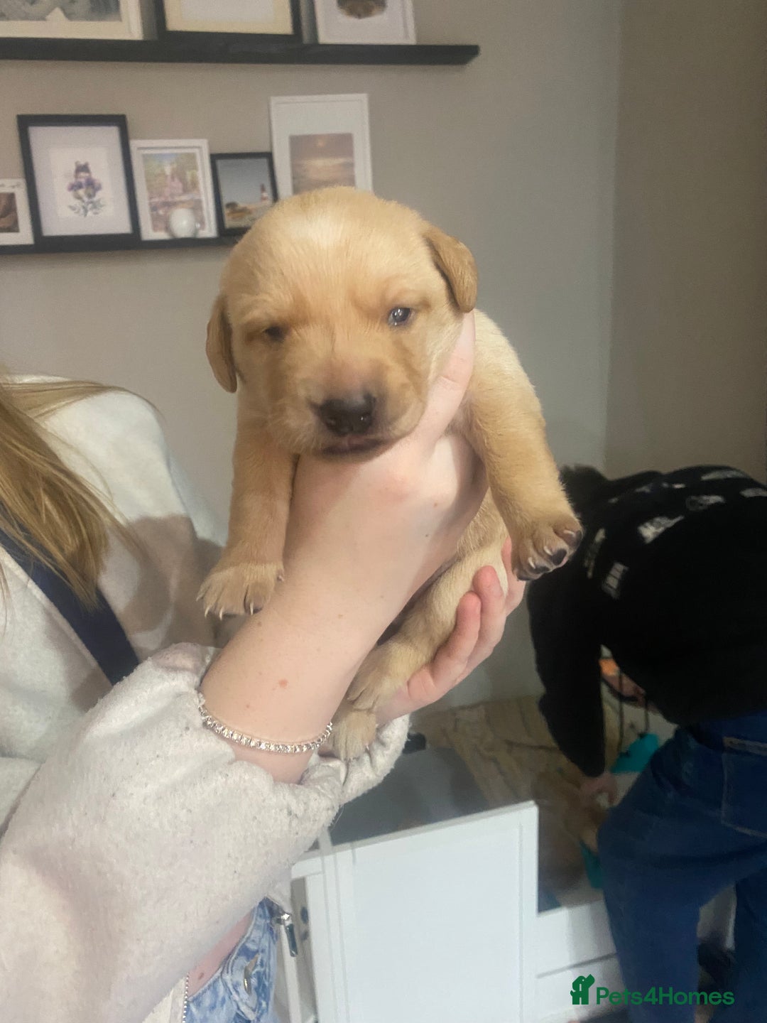 Labrador Retriever dogs for sale: Girl Labrador  - Image 9