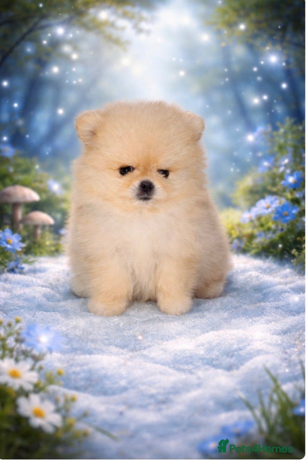 Pomeranian dogs 💙CUTEST💙XS🧸POMERANIAN💙BOY FOR SALE💙 - Advert 1