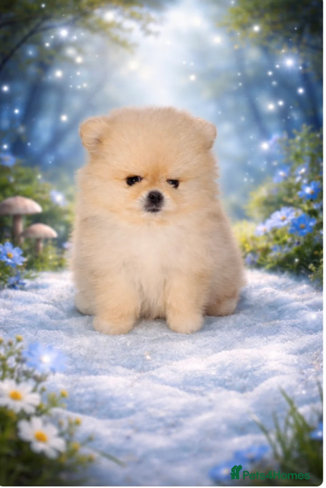 Pomeranian dogs for sale: 💙CUTEST💙 ** 🧸POMERANIAN💙BOY FOR SALE💙 - Advert 1