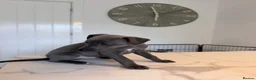 Whippet dogs for sale: KC Whippet Puppies  in Chesterfield - Advert 13