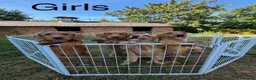 Labradoodle dogs for sale: Adorable Small Labradoodle Puppies - Advert 10
