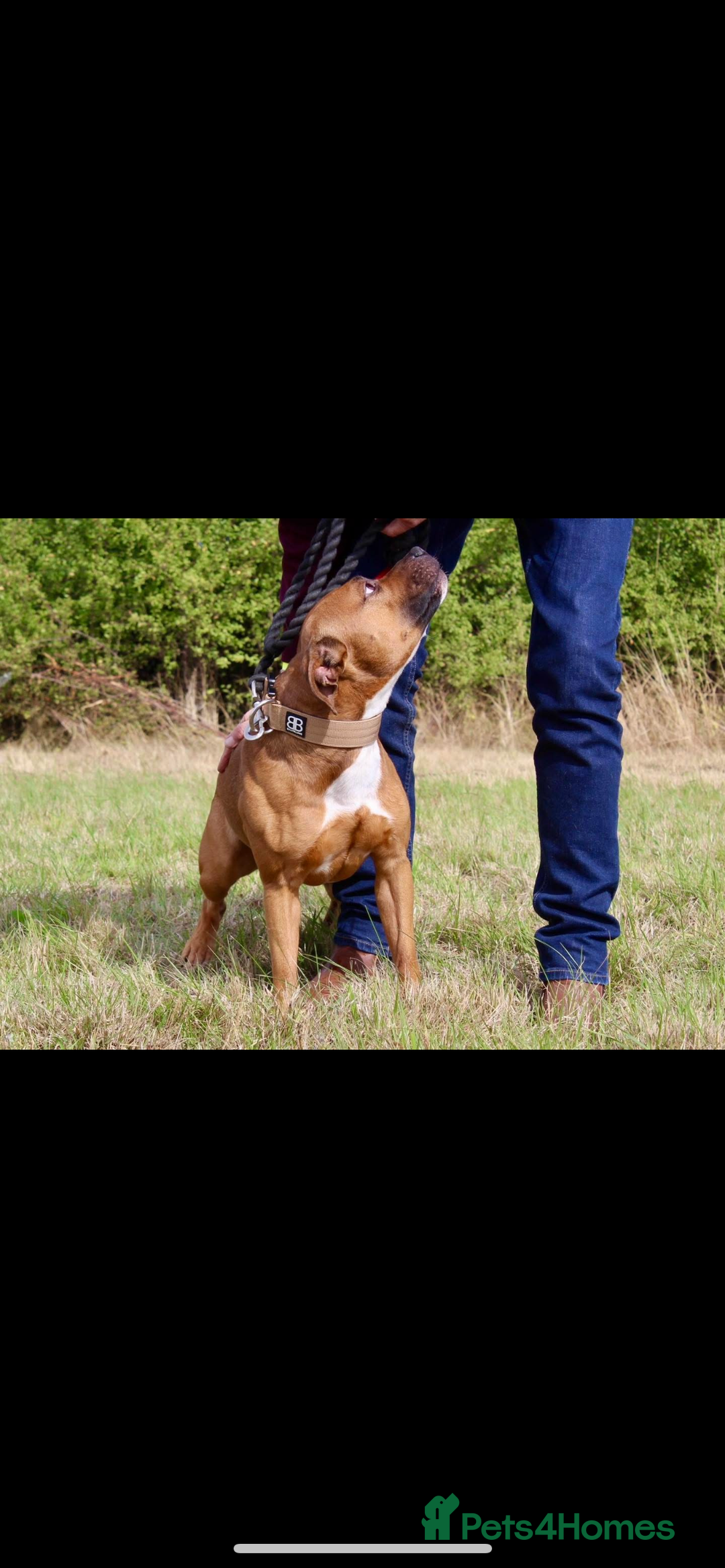 Staffordshire Bull Terrier dogs for sale: Beautiful staff pups for sale - Image 17