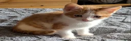 Domestic Shorthair cats for sale: 5 Ginger Kittens - Advert 9