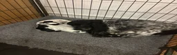 Cocker Spaniel dogs for sale: Beautiful Blue Roan Cocker Spaniel Bitch  - Advert 1
