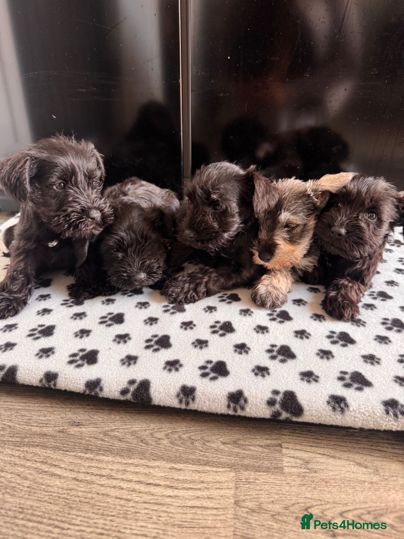 Miniature Schnauzer dogs for sale: Miniature schnauzer  - Advert 1