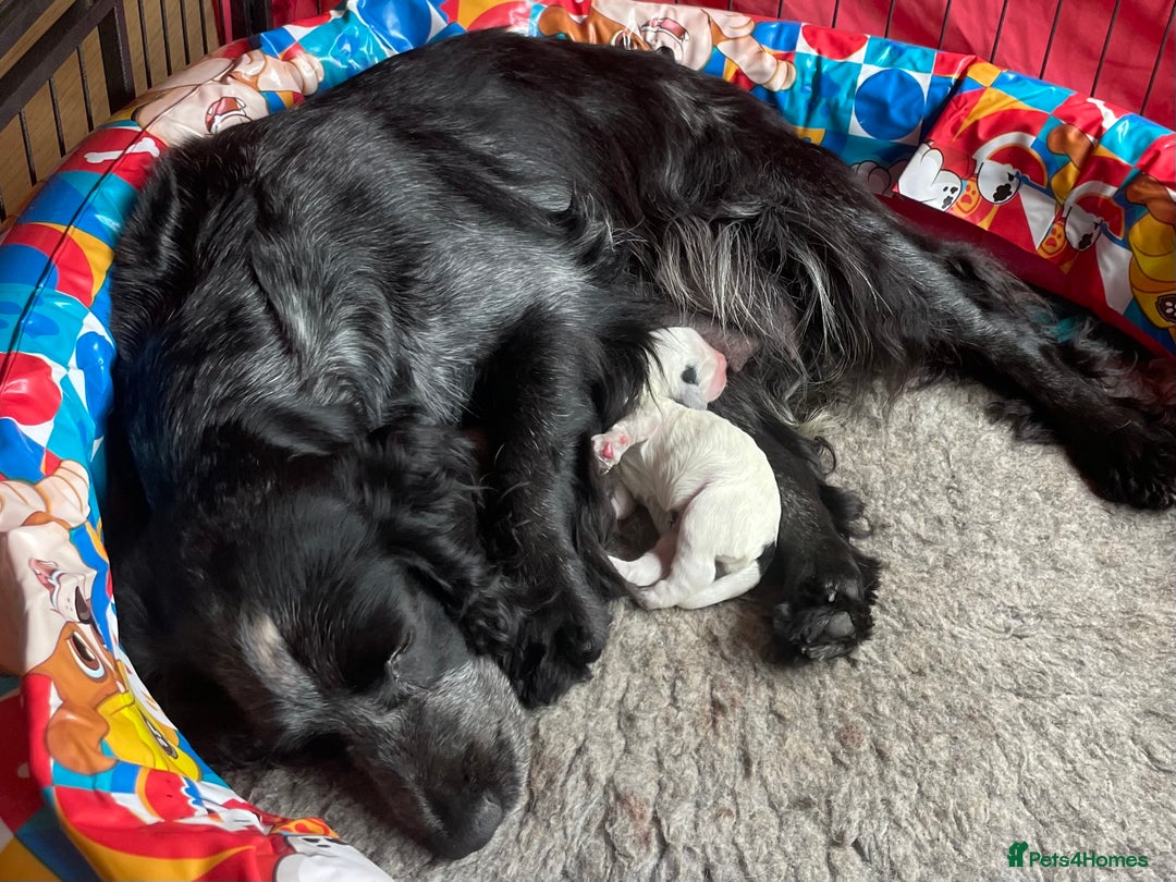 Cocker Spaniel dogs for sale:  2 Beautiful working cocker spaniel pups for sale. - Image 12