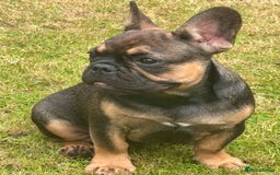 French Bulldog dogs for sale: 3 x Champion Sired KC Reg French Bulldog girls in Doncaster - Image 4
