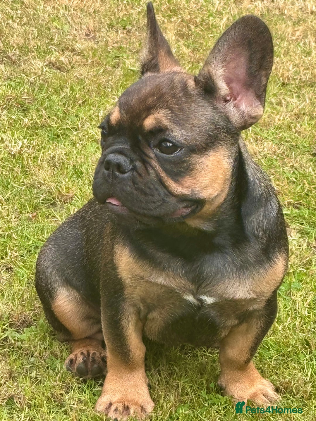 French Bulldog dogs for sale: 3 x Champion Sired KC Reg French Bulldog girls in Doncaster - Image 4
