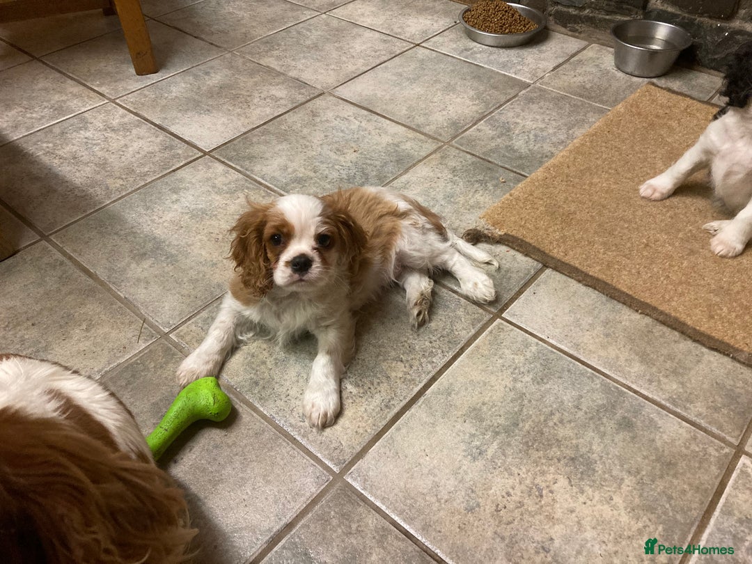 Cavalier King Charles Spaniel dogs for sale: 4 month old blenheim boy - health tested parents - Advert 5