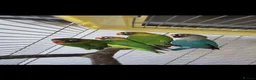 Lovebirds birds for sale: Black Masked lovebirds in Orpington - Advert 1