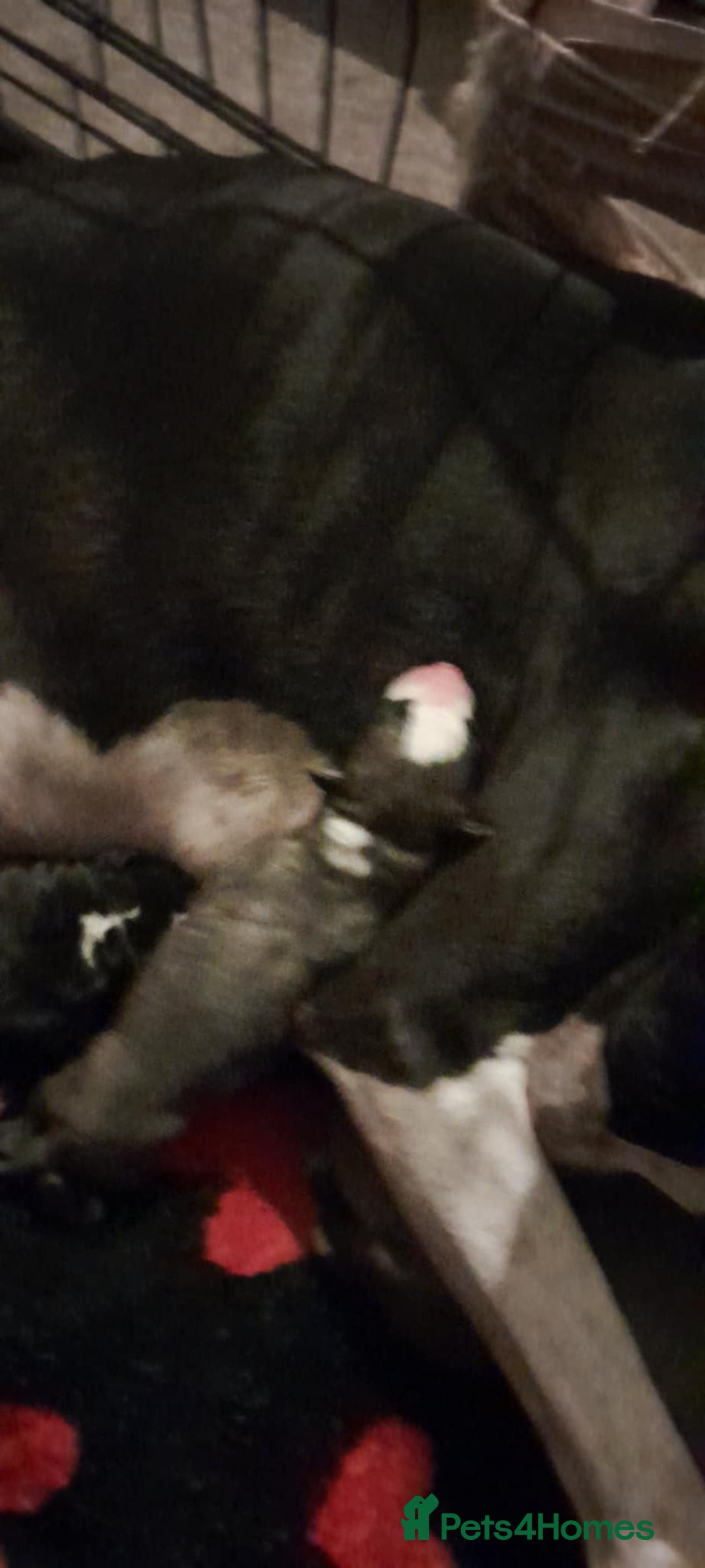 Whippet dogs for sale: Kc whippet pups - Image 7