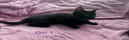 Mixed Breed cats for sale: 6 Black Kittens Ready to Leave! - Advert 5