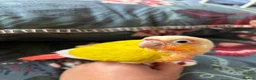 Conures birds for sale: Stunning baby conures for sale - Advert 6
