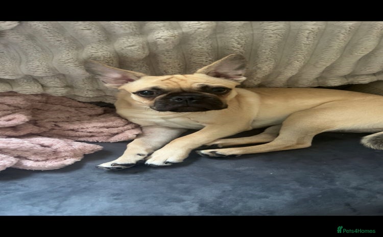 Mixed Breed dogs - Advert 1