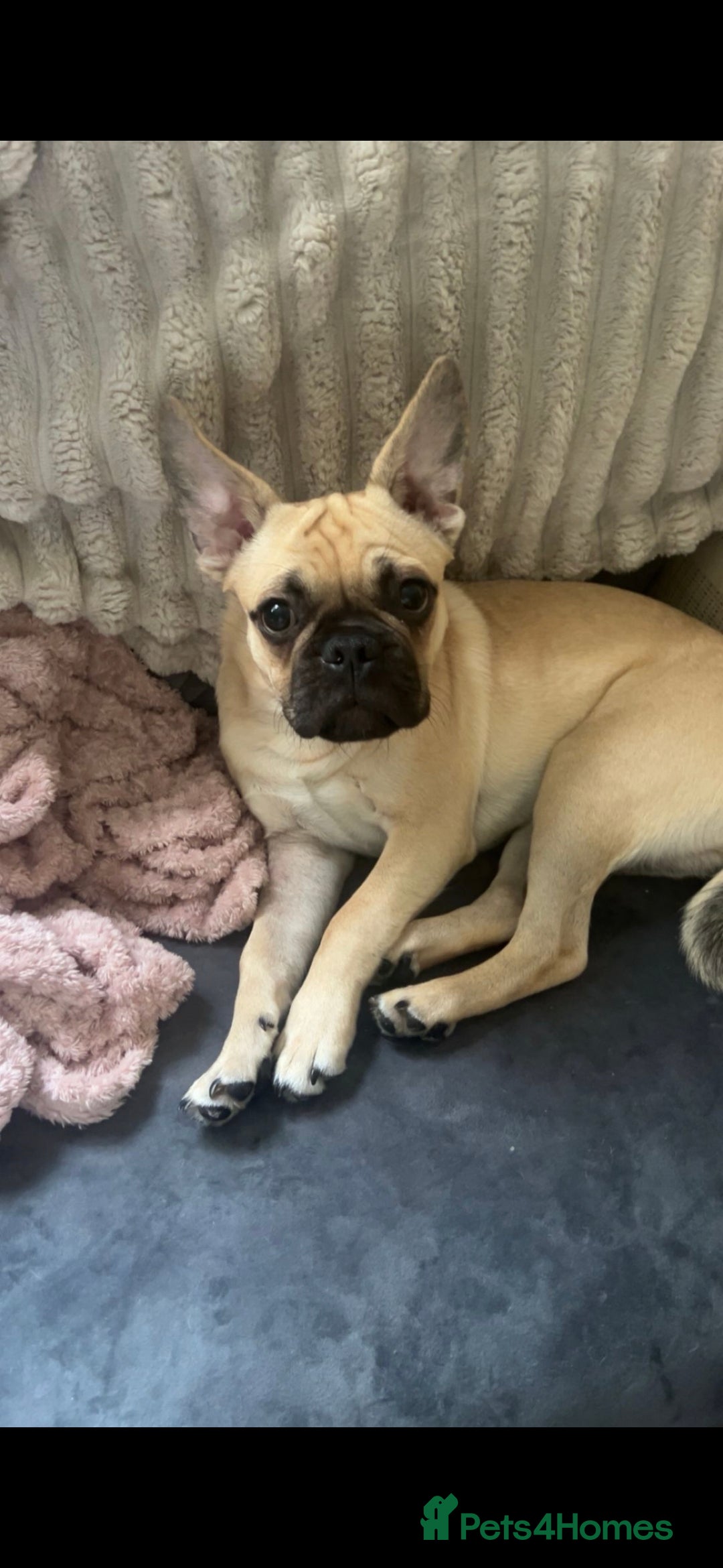 Mixed Breed dogs for sale: 7 month old puppy for rehoming - Image 1