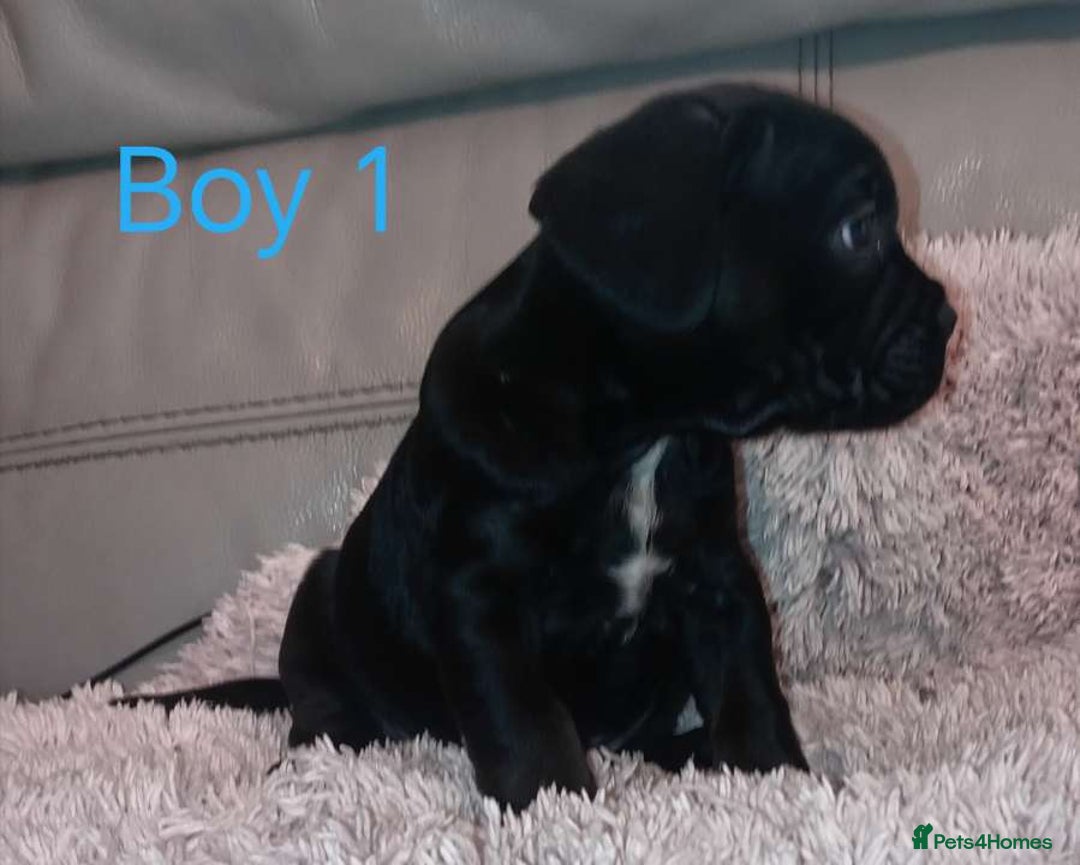 Mixed Breed dogs for sale: FROCKERS. (French bulldog cross cocker spaniel) - Image 8