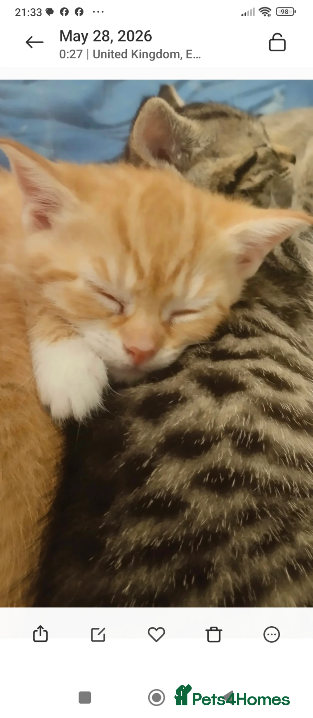 British Shorthair cats for sale: Beautiful kittens British shorthair - Advert 2