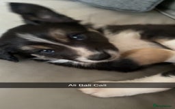 Border Collie dogs for sale: Border collie pups - Image 7