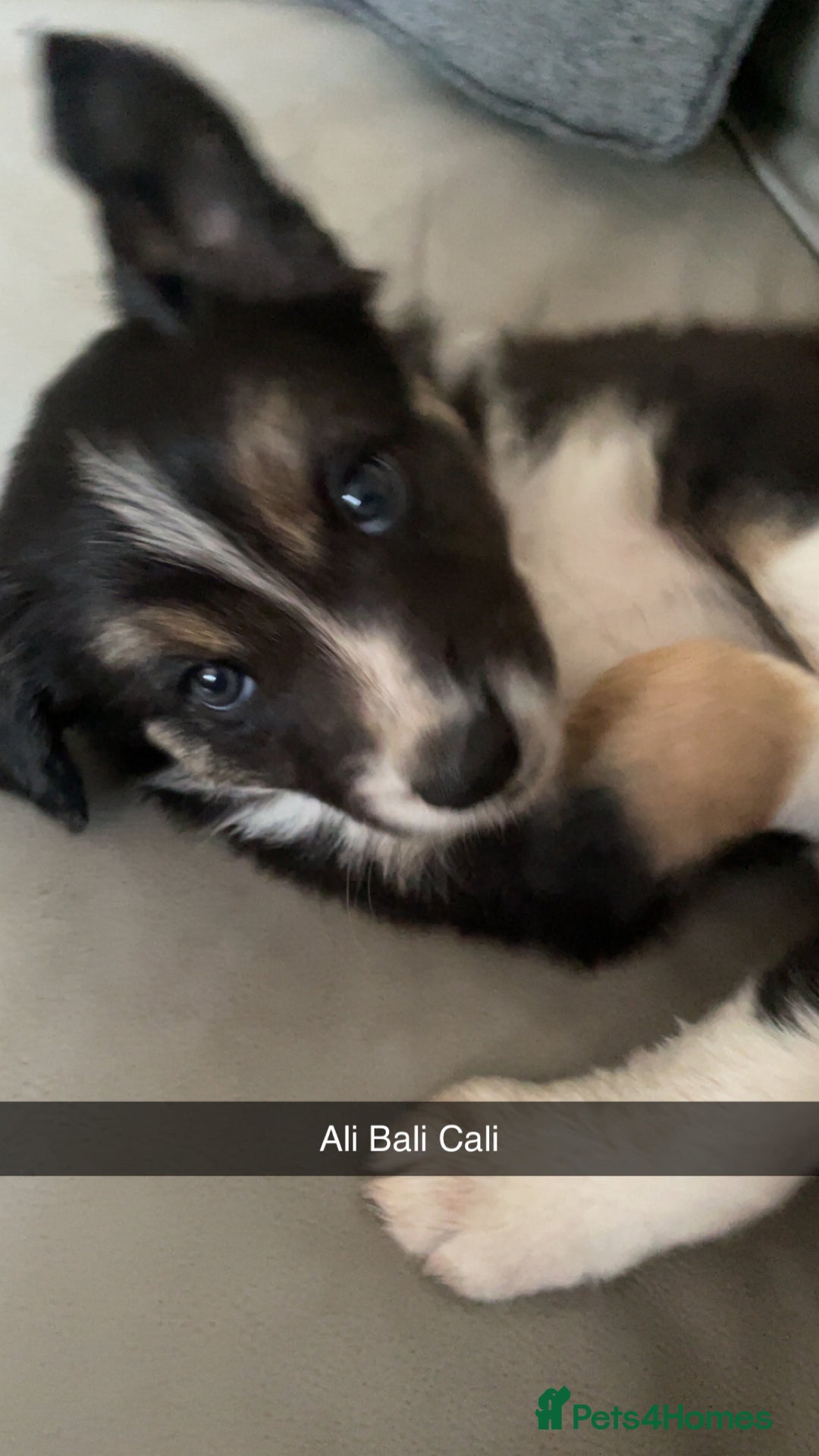 Border Collie dogs for sale: Border collie pups - Image 7