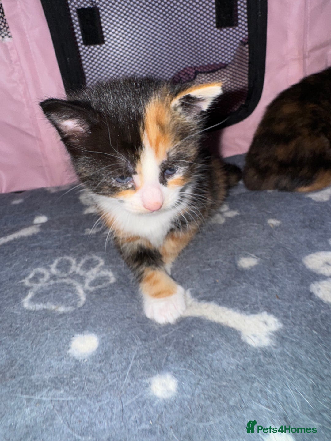 Mixed Breed cats for sale:  Beautiful tortoise shell half maincoon kittens  - Advert 5