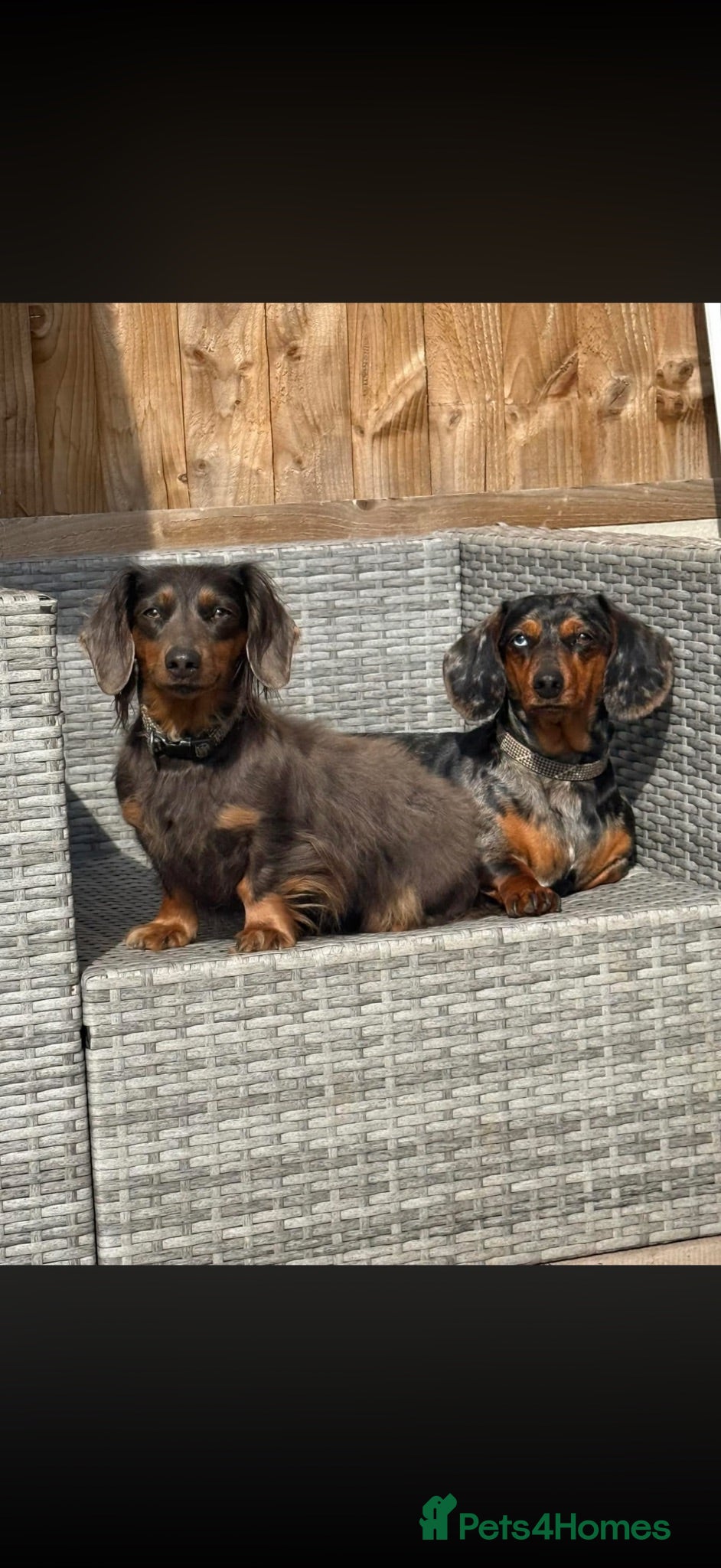 Miniature Dachshund dogs Mini dachshunds  - Advert 1